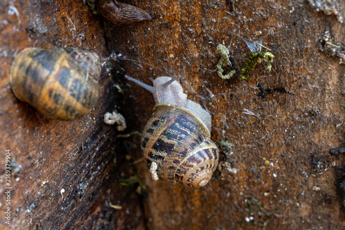 Obraz na płótnie Terrestrial gastropod mollusk with spiral shell extends its tentacles while moving across wet brown textured panel surface during intensive breeding process