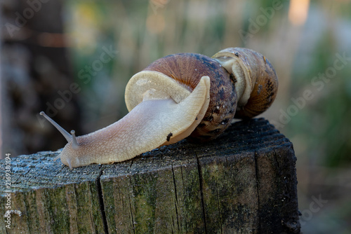 Obraz na plátně Live terrestrial organisms with spiral houses extend tentacles while climbing textured block during organic protein production process in specialized outdoor agricultural area