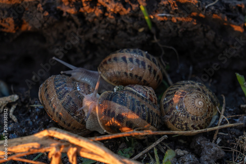 Foto Several terrestrial mollusks with patterned spiral houses gather together on damp dark ground during commercial organic escargot cultivation process at outdoor facility