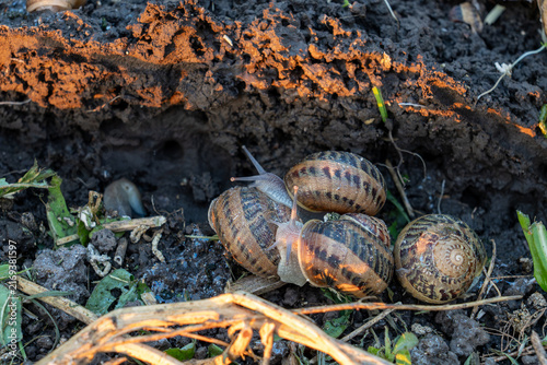 Foto Several terrestrial mollusks with patterned spiral houses gather together on damp dark ground during commercial organic escargot cultivation process at outdoor facility