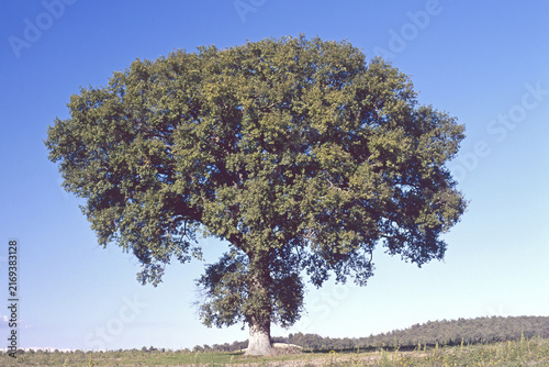 Quadro su tela European oakor english oak in the vegetative period, Quercus robur, Fagaceae