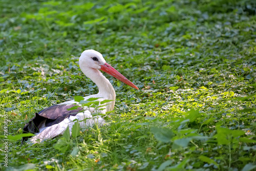 White stork in the wild