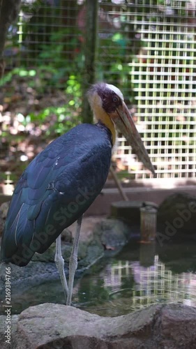 back portrait of lesser adjutant stand by the pond inside the cage, black bird in the zoo