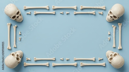 Naklejka Human skeleton bones arranged in a rectangular frame on a light blue background