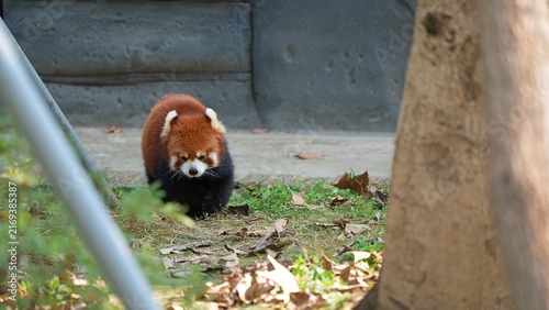 red panda walking from the back in the park