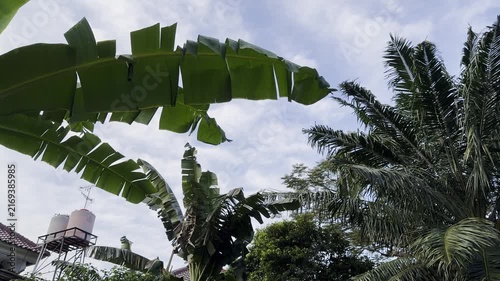 morning sky with banana leaves and other green leaves views, the airplane sound slowly passing by