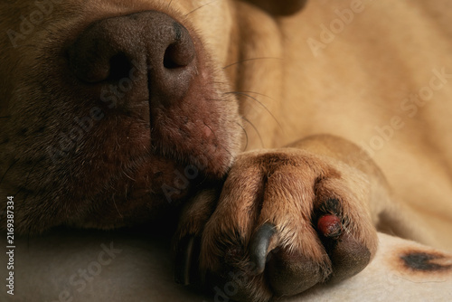 Close Up Photo of Injured Broken Nail on Female Pitbull Paw