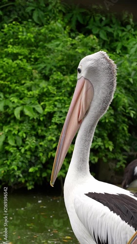 australian pelican slowly turning its head back curiously, aquatic water birds behaviour footage