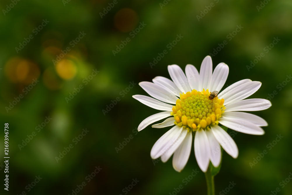 Fototapeta premium white daisy flower