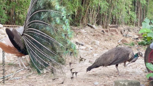 blue peacock walking slowly approaching peahen during mating season
