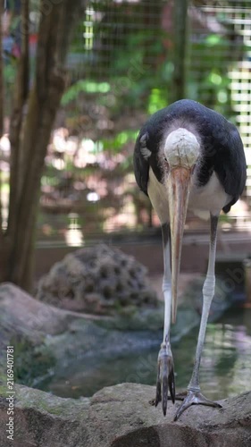 lesser adjutant walking out of the pond to edge of cage, long beak bird in the zoo