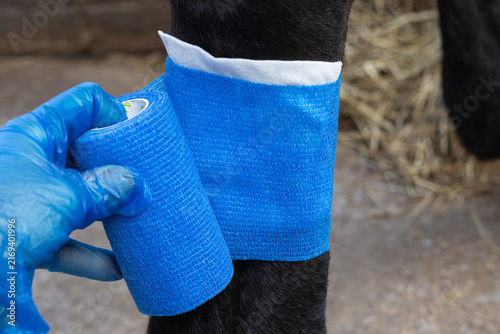 Foto Close-up of a gloved hand applying a blue cohesive veterinary bandage to a horse's lower leg during equine first aid and wound care
