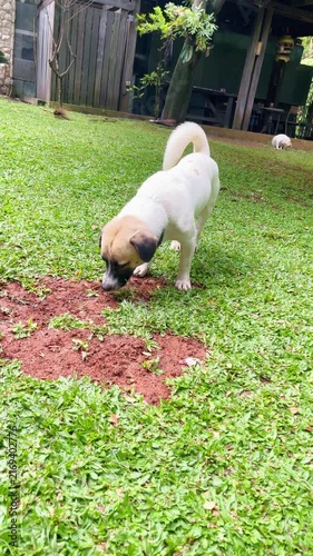 dog sniffing the ground and grass and walking around in the garden