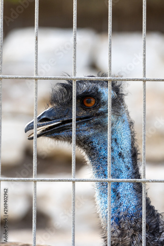 Konstfotografi Close-up portrait of an emu behind a metal fence