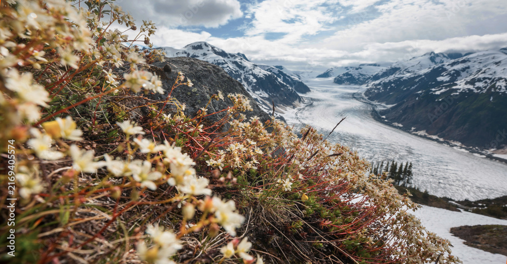 Naklejka premium Mountains meadow
