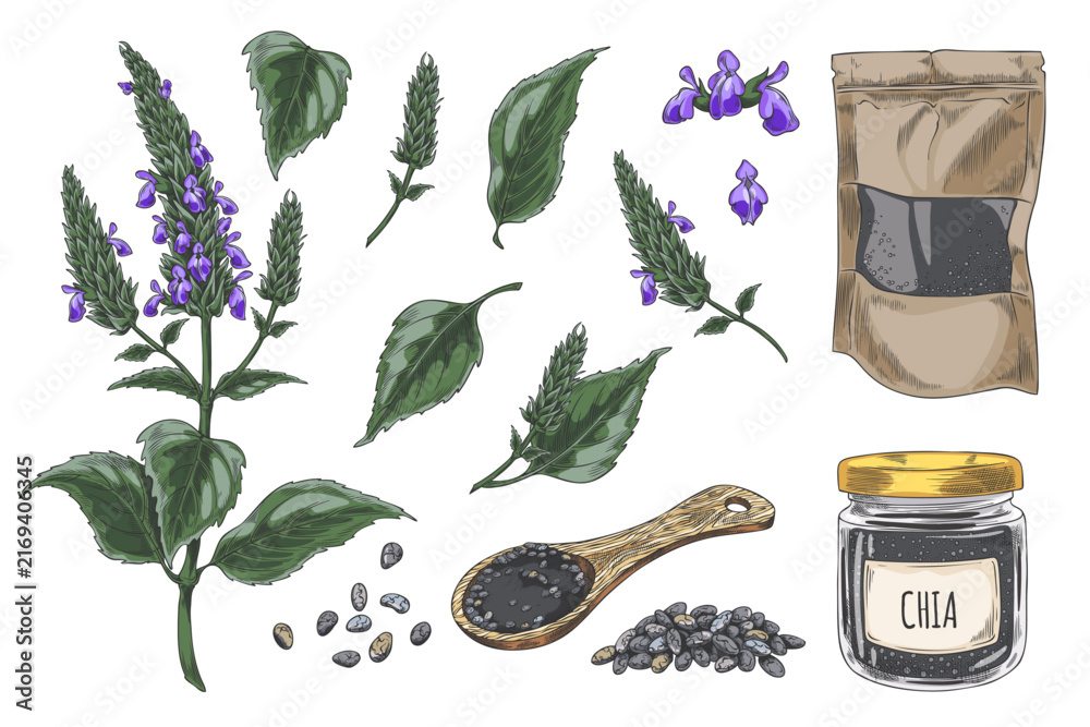 Fototapeta premium Chia plant and products vector sketch collection, Salvia hispanica, condiment or seasoning seeds, Superfood packages