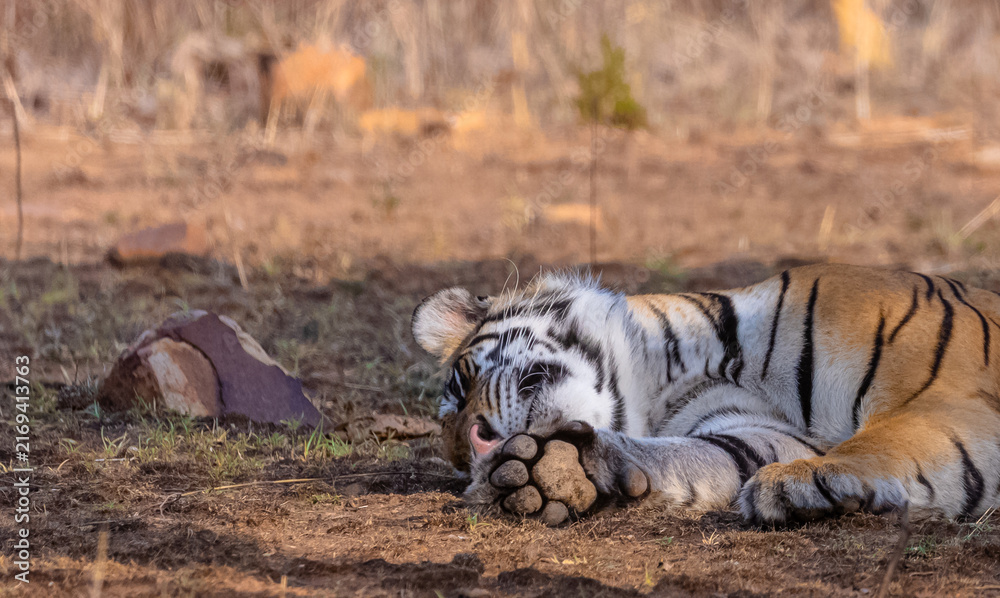 Fototapeta premium Tigress (Panthera tigris) resting and yawing in the forest of panna tiger reserve.
