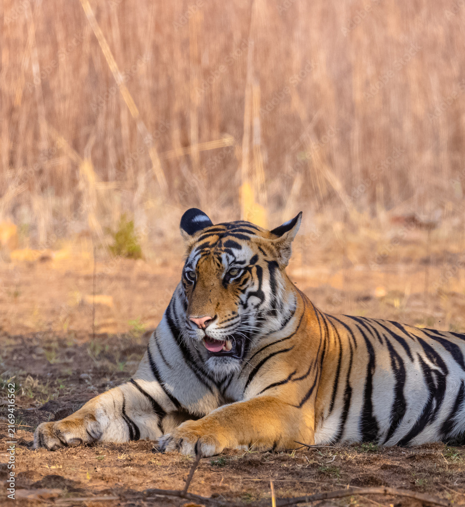 Obraz premium Tigress (Panthera tigris) resting and yawing in the forest of panna tiger reserve.
