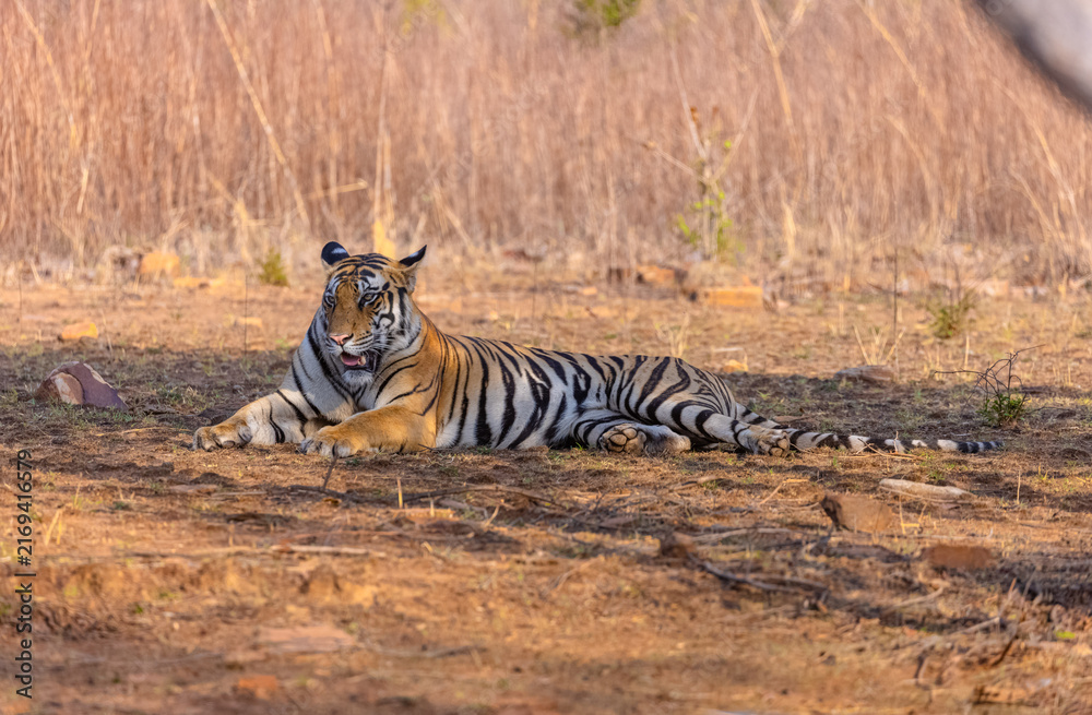 Fototapeta premium Tigress (Panthera tigris) resting and yawing in the forest of panna tiger reserve.