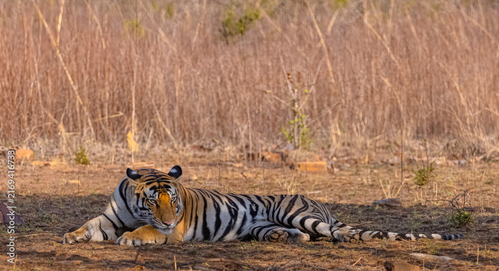 Fototapeta premium Tigress (Panthera tigris) resting and yawing in the forest of panna tiger reserve.