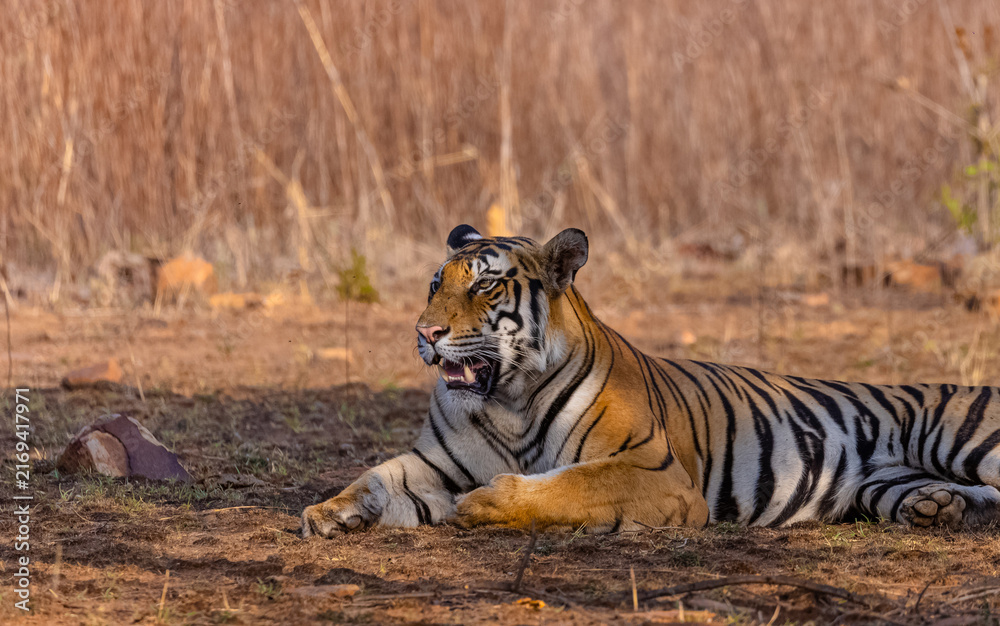 Fototapeta premium Tigress (Panthera tigris) resting and yawing in the forest of panna tiger reserve.