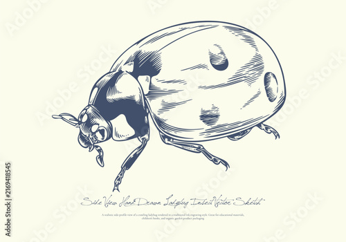 Side View Hand Drawn Ladybug Insect Vector Sketch