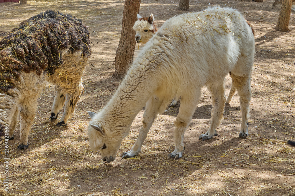 Naklejka premium Two alpacas grazing peacefully in sunny rural enclosure.