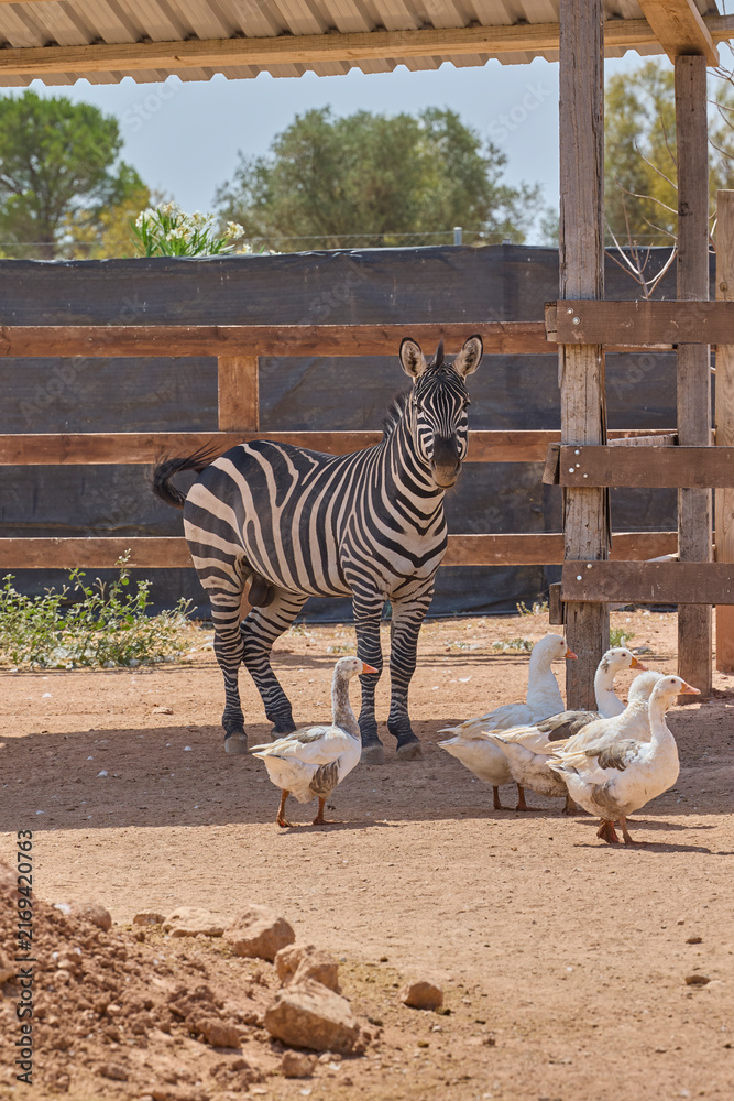 Naklejka premium Zebra standing near geese inside sunny animal enclosure.