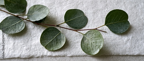 Fresh eucalyptus branch leaves on white handmade textured paper background