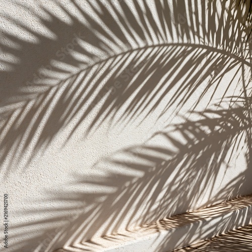 Palm leaf shadow pattern on white textured wall minimal design backdrop
