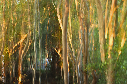 Foto intentional camera movement photography of forest