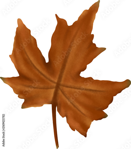 brown orange maple leaf on autumn season