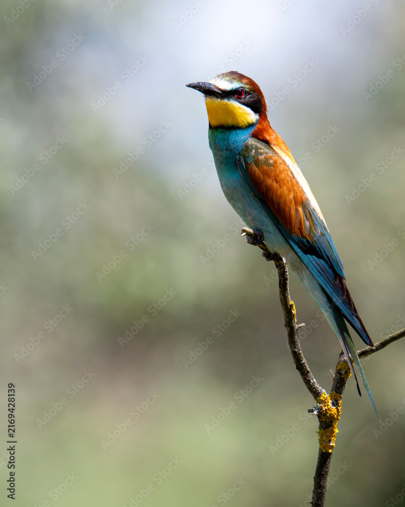 Obraz premium European Bee-eater Perched on Branch in Natural Habitat
