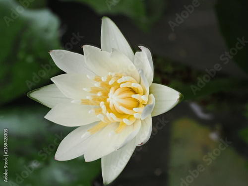 Fotografía Detailed view of delicate petals and reproductive structures in a pond bloom