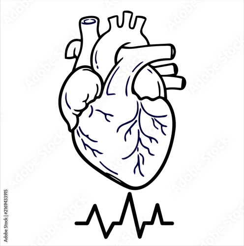 Anatomical Human Heart with ECG Heartbeat Wave