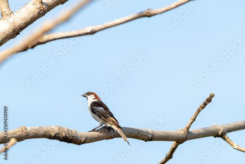Small sparrow perched on a bare tree branch against a clear blue sky during daylight
