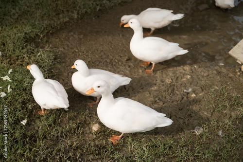 Konstfotografi group-of-white-ducks-standing-on-muddy-ground-farm.jpg