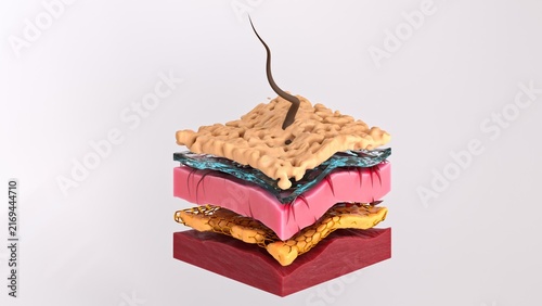Human skin cross-section with hair follicle; epidermis; dermis; and subcutaneous fat in anatomical 3d illustration