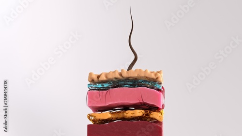 Skin layers cross-section 3d illustration with hair follicle; capillary network; and mesh structure details