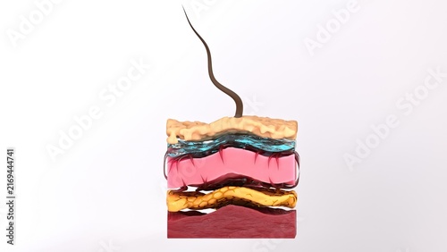 Human skin cross section with hair follicle; epidermis; dermis; and subcutaneous fat in detailed 3d medical illustration