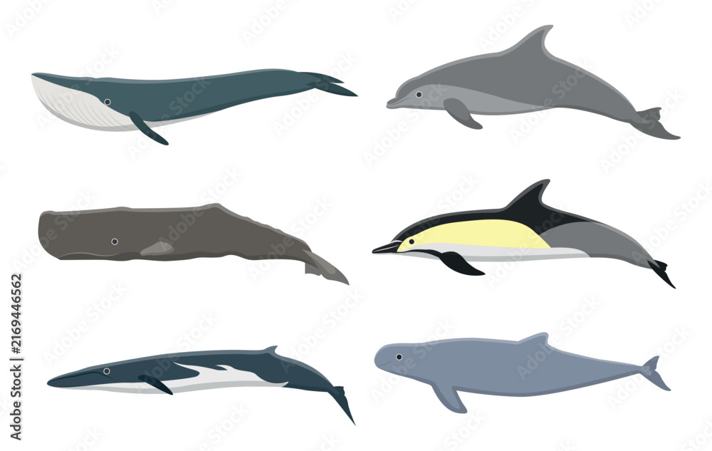 Obraz premium Set of sea whales in a cartoon style. Vector illustration of whales of different species: blue whale, gray, sperm whale, dolphin, isolated on a white background. Inhabitants of the underwater world.