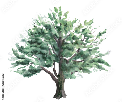 A watercolor illustration of a mighty oak tree with a spreading crown. Suitable for nature books, family trees, educational materials, postcards, park logos, and eco-style interior design.