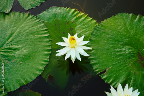 Fotografía flowering lily pad on a pond with bee
