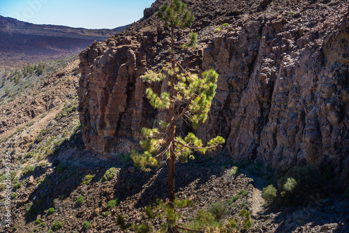 Konstfotografi Canary pine below basalt cliffs, Tenerife