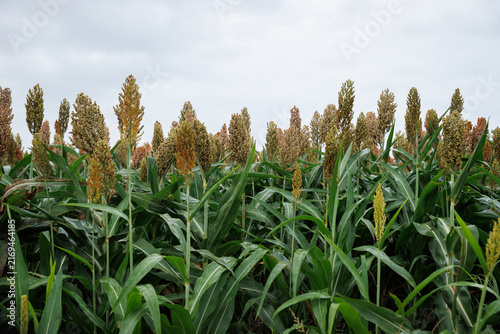 Fotografie Jowar grain sorghum crop farm