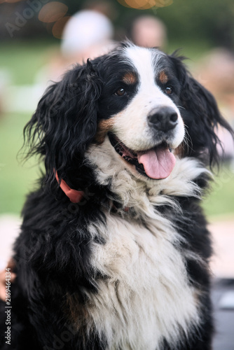 a dog looking forward with a relaxed expression in an outdoor setting, captured in a close-up shot with fur and collar details, featuring a blurred background and bokeh effect, ideal forpet.