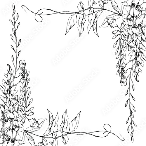 Ornamental frame of wisteria racemes, leaves and tendrils, copy space. Isolated illustration hand drawn in vector ink. Announcements, branding, certificates, greeting cards, promotional design