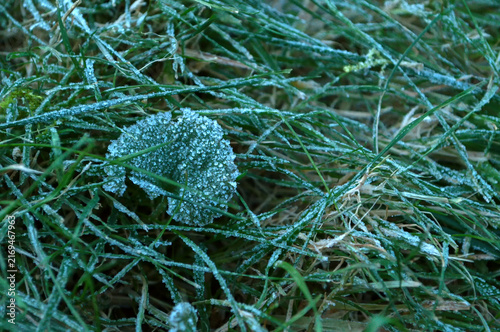 Fotografía November autumn nature background - frosted green grass, close up of frozen lawn