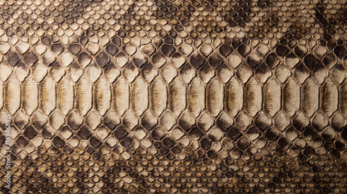 snake skin background