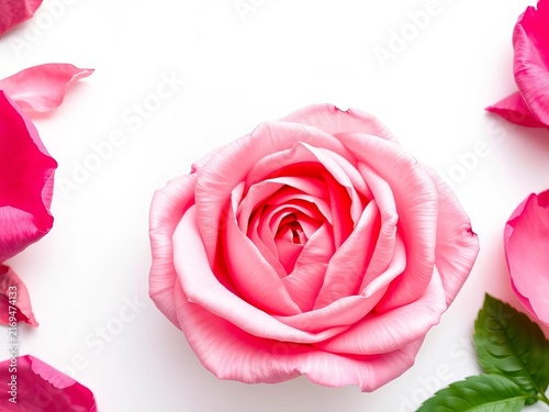 Pink Rose Bloom with Scattered Petals on White Background